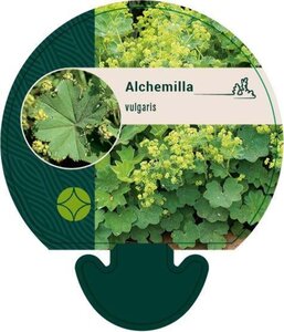 Alchemilla vulgaris geen maat specificatie 0,55L/P9cm - afbeelding 1