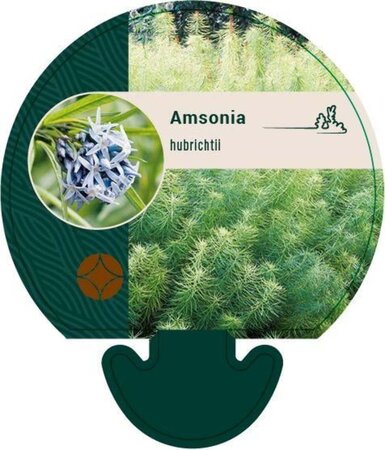 Amsonia hubrichtii geen maat specificatie 0,55L/P9cm - afbeelding 1