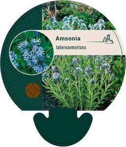 Amsonia tabernaemontana geen maat specificatie 0,55L/P9cm - afbeelding 3