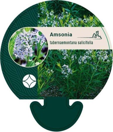 Amsonia tabernaemontana salicifolia geen maat specificatie 0,55L/P9cm - afbeelding 1