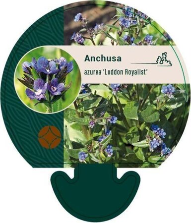 Anchusa azurea 'Loddon Royalist' geen maat specificatie 0,55L/P9cm - afbeelding 2