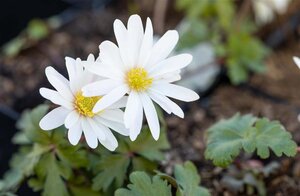 Anemone blanda 'White Splendour' geen maat specificatie 0,55L/P9cm - image 2