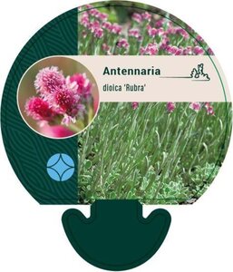 Antennaria dioica 'Rubra' geen maat specificatie 0,55L/P9cm - afbeelding 1