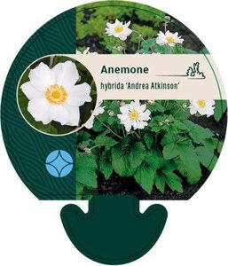 Anemone hyb. 'Andrea Atkinson' geen maat specificatie 0,55L/P9cm - afbeelding 2
