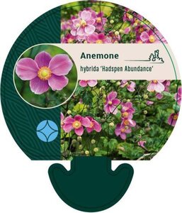 Anemone hyb. 'Hadspen Abundance' geen maat specificatie 0,55L/P9cm