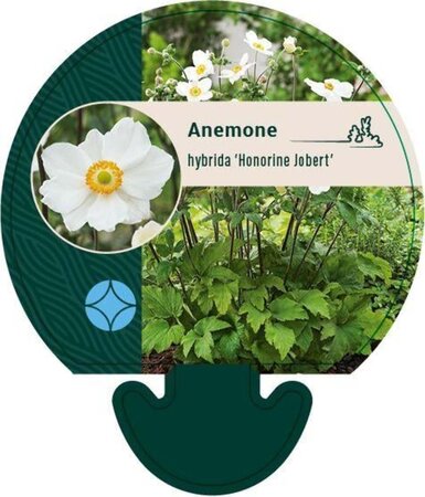 Anemone hyb. 'Honorine Jobert' geen maat specificatie 0,55L/P9cm - afbeelding 5