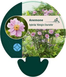 Anemone hyb. 'Königin Charlotte' geen maat specificatie 0,55L/P9cm