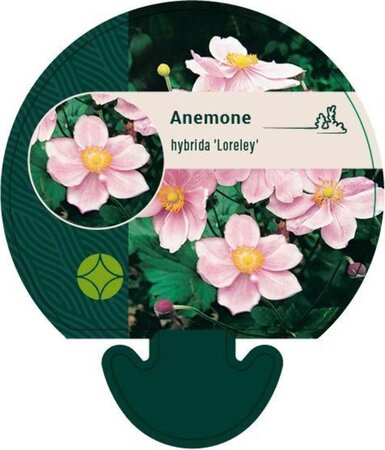 Anemone hyb. 'Loreley' geen maat specificatie 0,55L/P9cm - afbeelding 1