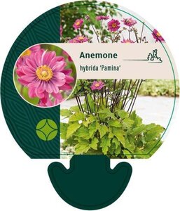 Anemone hyb. 'Pamina' geen maat specificatie 0,55L/P9cm