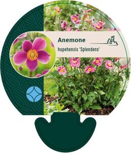 Anemone h. 'Splendens' geen maat specificatie 0,55L/P9cm - afbeelding 3