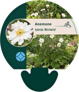 Anemone hyb. 'Whirlwind' geen maat specificatie 0,55L/P9cm