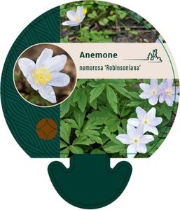 Anemone nem. 'Robinsoniana' geen maat specificatie 0,55L/P9cm - afbeelding 1