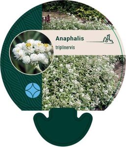 Anaphalis triplinervis geen maat specificatie 0,55L/P9cm - afbeelding 6