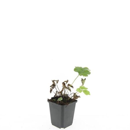 Anemone tom. 'Robustissima' geen maat specificatie 0,55L/P9cm - afbeelding 4