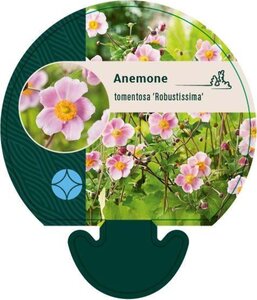 Anemone tom. 'Robustissima' geen maat specificatie 0,55L/P9cm - afbeelding 3