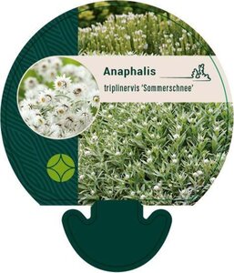 Anaphalis tripl. 'Sommerschnee' geen maat specificatie 0,55L/P9cm - afbeelding 3