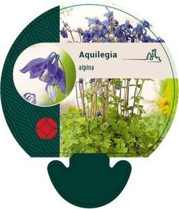 Aquilegia alpina geen maat specificatie 0,55L/P9cm