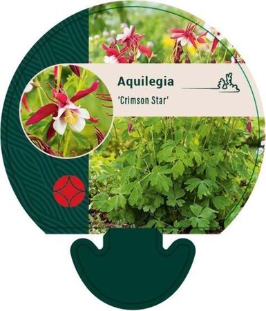 Aquilegia 'Crimson Star' geen maat specificatie 0,55L/P9cm - afbeelding 4