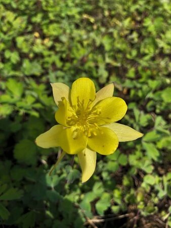 Aquilegia chrysantha 'Yellow Queen' geen maat specificatie 0,55L/P9cm - afbeelding 3