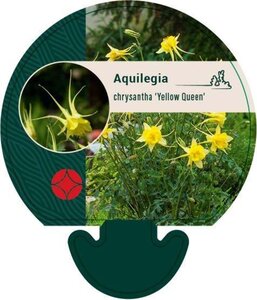 Aquilegia chrysantha 'Yellow Queen' geen maat specificatie 0,55L/P9cm - afbeelding 4