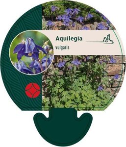 Aquilegia vulgaris geen maat specificatie 0,55L/P9cm - afbeelding 2