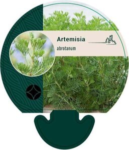 Artemisia abrotanum geen maat specificatie 0,55L/P9cm