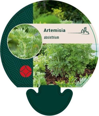 Artemisia absinthium geen maat specificatie 0,55L/P9cm