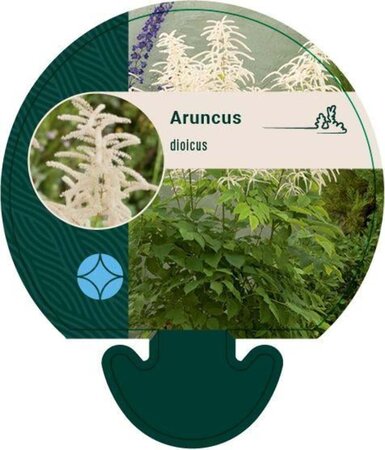 Aruncus dioicus geen maat specificatie 0,55L/P9cm - afbeelding 1