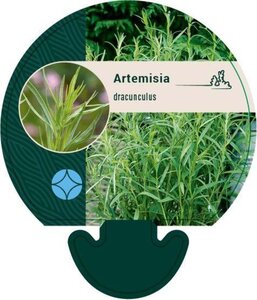 Artemisia dracunculus geen maat specificatie 0,55L/P9cm - afbeelding 2