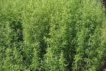 Artemisia dracunculus geen maat specificatie 0,55L/P9cm - afbeelding 1