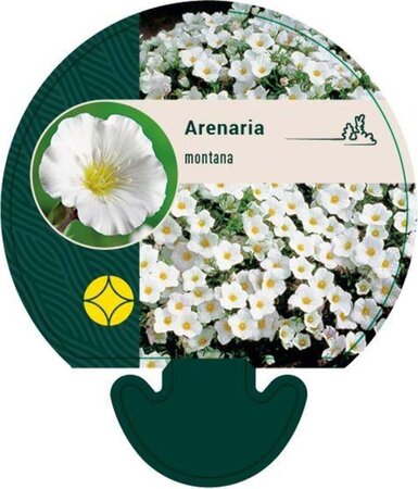 Arenaria montana geen maat specificatie 0,55L/P9cm - afbeelding 1