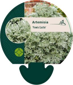Artemisia 'Powis Castle' geen maat specificatie 0,55L/P9cm