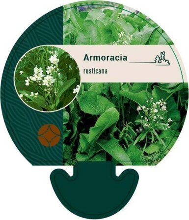 Armoracia rusticana geen maat specificatie 0,55L/P9cm - afbeelding 5