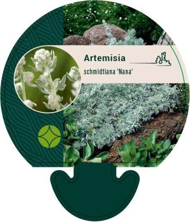 Artemisia schmidt. 'Nana' geen maat specificatie 0,55L/P9cm - afbeelding 1