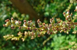 Artemisia vulgaris geen maat specificatie 0,55L/P9cm - afbeelding 1