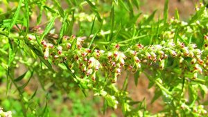 Artemisia vulgaris geen maat specificatie 0,55L/P9cm - afbeelding 3