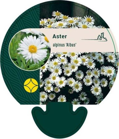 Aster alpinus 'Albus' geen maat specificatie 0,55L/P9cm - afbeelding 2