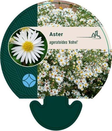 Aster ageratoides 'Ashvi' geen maat specificatie 0,55L/P9cm - afbeelding 2