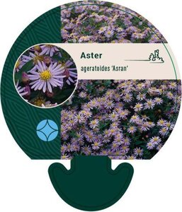 Aster ageratoides 'Asran' geen maat specificatie 0,55L/P9cm - afbeelding 2