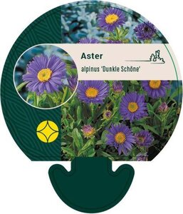 Aster alpinus 'Dunkle Schöne' geen maat specificatie 0,55L/P9cm