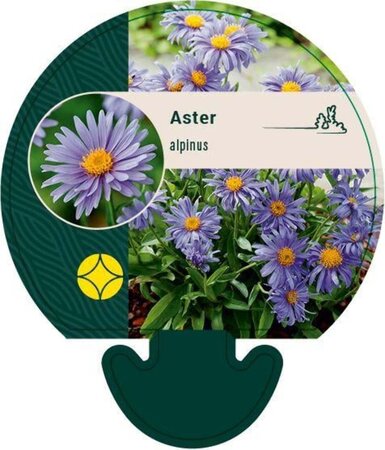Aster alpinus geen maat specificatie 0,55L/P9cm - afbeelding 2