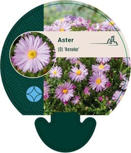 Aster (D) 'Anneke' geen maat specificatie 0,55L/P9cm - afbeelding 2