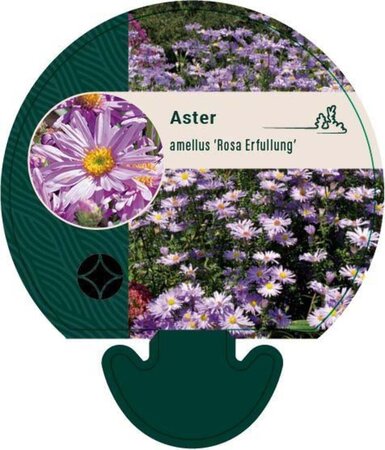 Aster amellus 'Rosa Erfüllung' geen maat specificatie 0,55L/P9cm - afbeelding 2