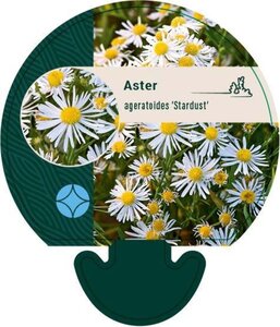 Aster ageratoides 'Stardust' geen maat specificatie 0,55L/P9cm - afbeelding 2