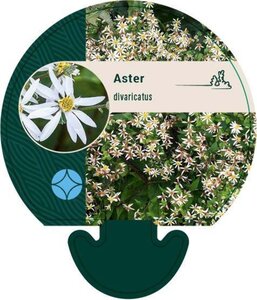 Aster divaricatus geen maat specificatie 0,55L/P9cm - afbeelding 3