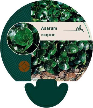 Asarum europaeum geen maat specificatie 0,55L/P9cm - afbeelding 1