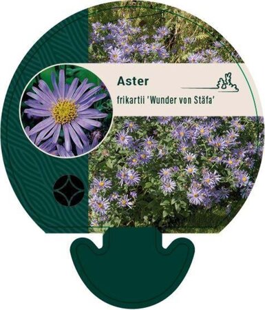 Aster frikartii 'Wunder von Stäfa' geen maat specificatie 0,55L/P9cm - afbeelding 2