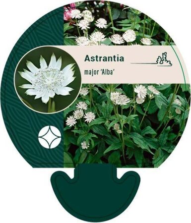 Astrantia maj. 'Alba' geen maat specificatie 0,55L/P9cm - afbeelding 1