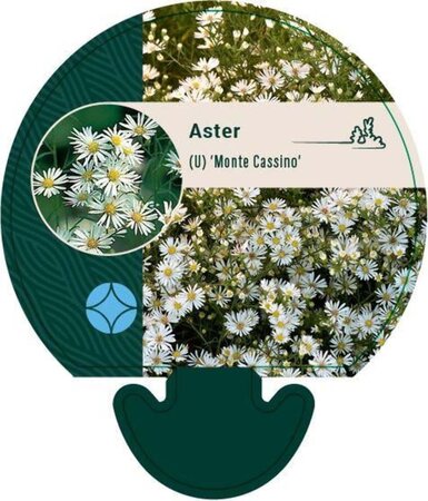 Aster (U) 'Monte Cassino' geen maat specificatie 0,55L/P9cm - afbeelding 2
