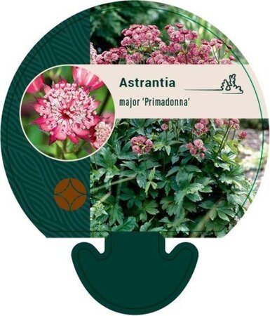 Astrantia maj. 'Primadonna' geen maat specificatie 0,55L/P9cm